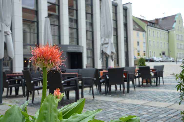 Terrasse orange Blume.JPG